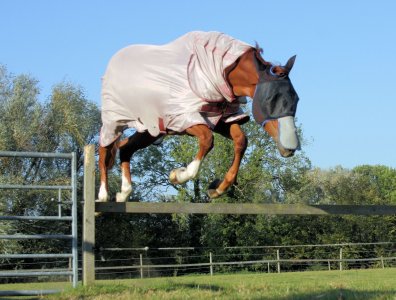 462547901_1694187211340787_2420493167880828676_n.jpg 462547901_1694187211340787_2420493167880828676_n.jpg