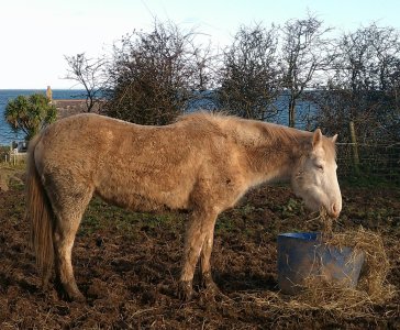Blossom January 2024.jpg Blossom January 2024.jpg