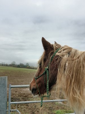 IMG_4662.jpeg IMG_4662.jpeg