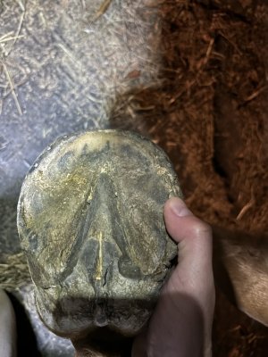 IMG_4448 (1) (1).jpg