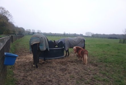 Screenshot_20241105_165244_Gallery.jpg Screenshot_20241105_165244_Gallery.jpg