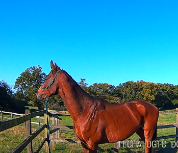 Bolly in the sun.png