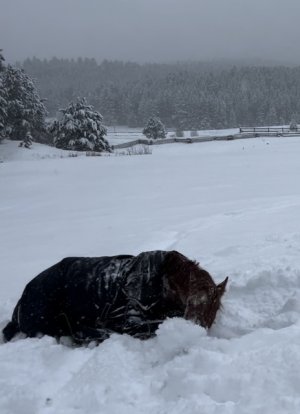 IMG_3833.jpeg IMG_3833.jpeg