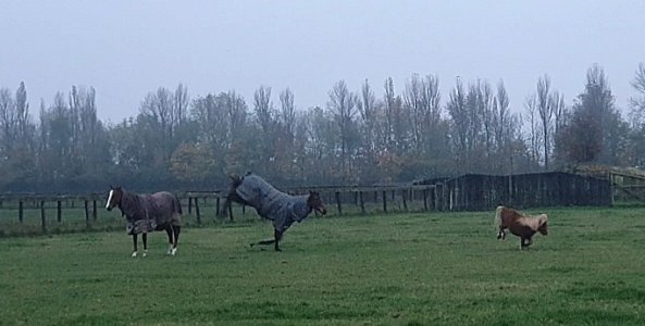 Screenshot_20241110_161427_Gallery.jpg Screenshot_20241110_161427_Gallery.jpg