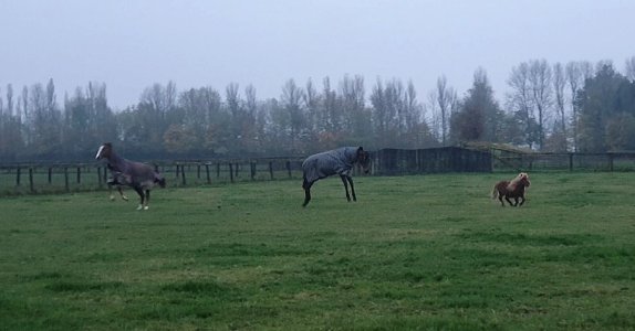 Screenshot_20241110_161450_Gallery.jpg Screenshot_20241110_161450_Gallery.jpg