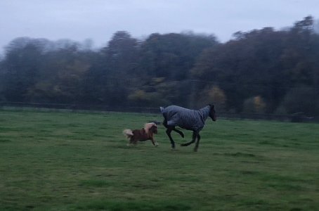 Screenshot_20241110_161612_Gallery.jpg Screenshot_20241110_161612_Gallery.jpg