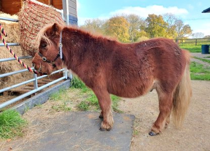 Screenshot_20241115_150340_Gallery.jpg Screenshot_20241115_150340_Gallery.jpg