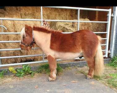 Screenshot_20241115_150213_Gallery.jpg Screenshot_20241115_150213_Gallery.jpg