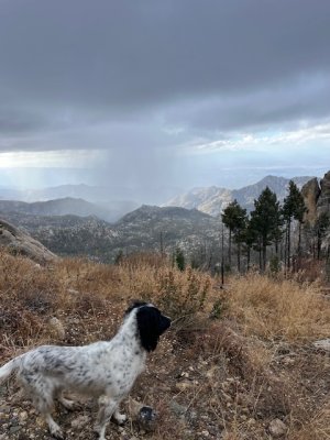 IMG_4137.jpeg IMG_4137.jpeg