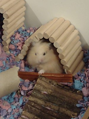 Compress_20241118_063623_3236.jpg Compress_20241118_063623_3236.jpg