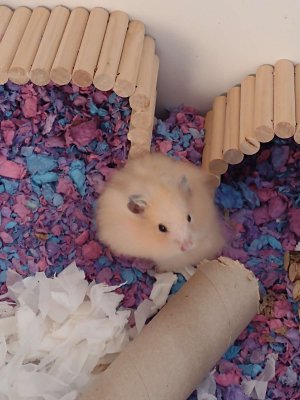 Compress_20241118_063623_3926.jpg Compress_20241118_063623_3926.jpg