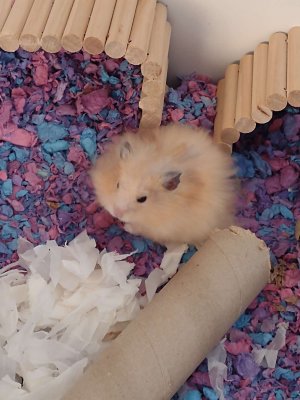 Compress_20241118_063624_4322.jpg Compress_20241118_063624_4322.jpg