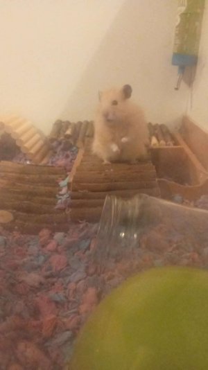 Compress_20241118_063624_4563.jpg Compress_20241118_063624_4563.jpg