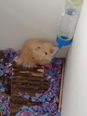 Compress_20241118_063624_4996.jpg Compress_20241118_063624_4996.jpg