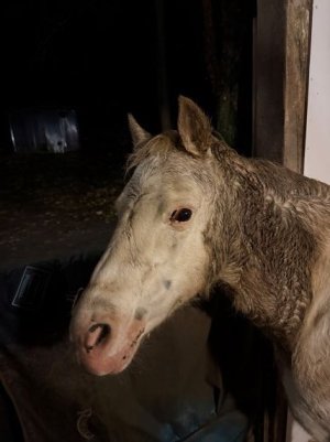 IMG_0500.JPG IMG_0500.JPG