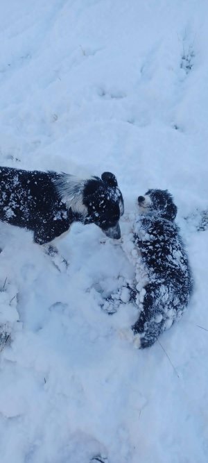 IMG-20241119-WA0017_compress60.jpg IMG-20241119-WA0017_compress60.jpg