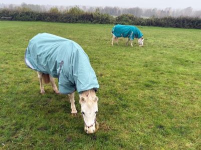 IMG_0606.JPG IMG_0606.JPG