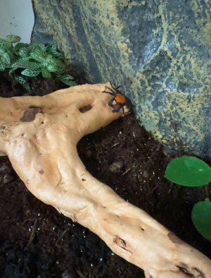 IMG_7108.jpeg IMG_7108.jpeg