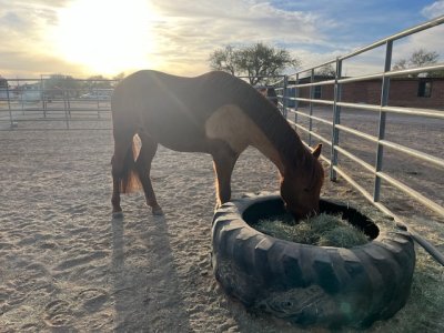 IMG_5524.jpeg IMG_5524.jpeg