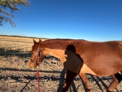 IMG_5568.jpeg IMG_5568.jpeg