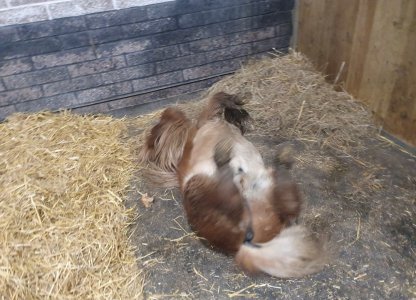 Screenshot_20241220_134134_Gallery.jpg Screenshot_20241220_134134_Gallery.jpg