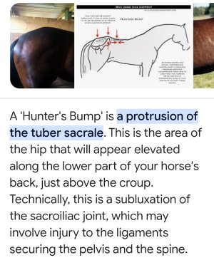 Is a hunters bump always cause for concern? | Horse and Hound Forum