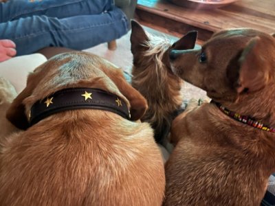 F09DB4EF-6A35-40B2-83B3-09E13A4205BC.jpeg F09DB4EF-6A35-40B2-83B3-09E13A4205BC.jpeg