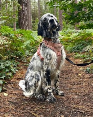 Forest.jpg Forest.jpg