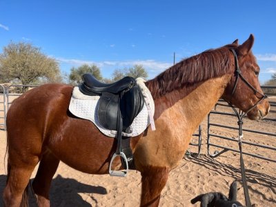 IMG_5971.jpeg IMG_5971.jpeg