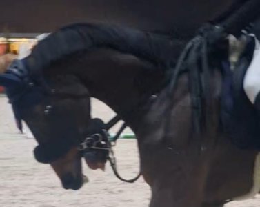 cayman jolly jumper Geneva show..jpg