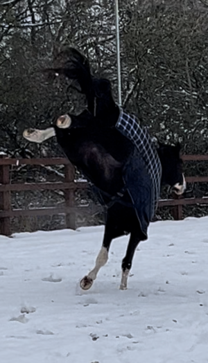 IMG_9307.PNG IMG_9307.PNG