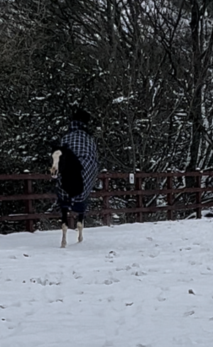 IMG_9311.PNG IMG_9311.PNG