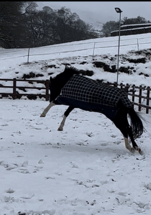 IMG_9305.PNG IMG_9305.PNG