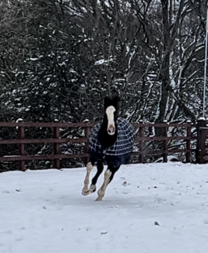 IMG_9303.PNG IMG_9303.PNG