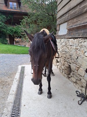 WhatsApp Image 2025-01-17 at 17.04.46.jpeg