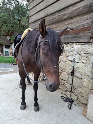 WhatsApp Image 2025-01-17 at 17.04.45.jpeg