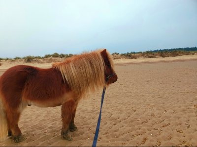 Screenshot_20250118_194438_Gallery.jpg Screenshot_20250118_194438_Gallery.jpg