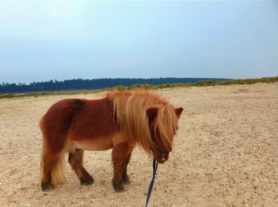 Screenshot_20250118_194459_Gallery.jpg Screenshot_20250118_194459_Gallery.jpg