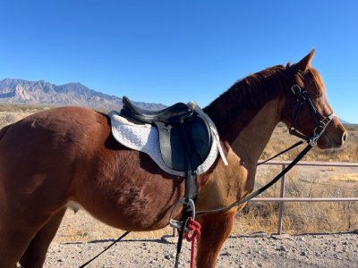 IMG_6330.jpeg IMG_6330.jpeg