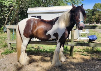 20250119_103305 copy.jpg 20250119_103305 copy.jpg