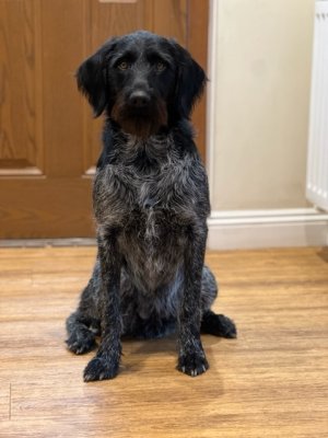 249CB5B4-BA30-468D-81D5-FFA65C8ADCCC.jpeg 249CB5B4-BA30-468D-81D5-FFA65C8ADCCC.jpeg