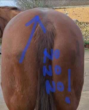 Screenshot_20250121_194927_Chrome.jpg Screenshot_20250121_194927_Chrome.jpg