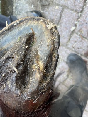 IMG_2961.jpeg IMG_2961.jpeg