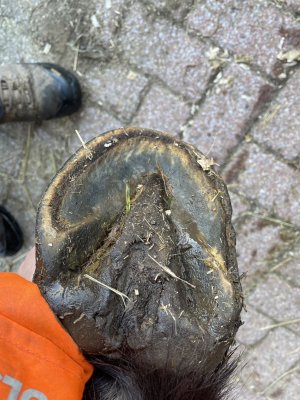 IMG_2959.jpeg IMG_2959.jpeg