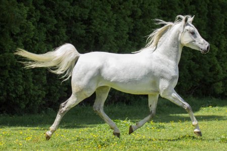 grey_arabian_horse_trotting_by_dwdstock_d88901w-fullview.jpg grey_arabian_horse_trotting_by_dwdstock_d88901w-fullview.jpg