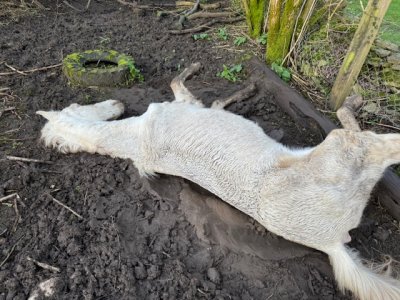 IMG_1797.jpeg IMG_1797.jpeg