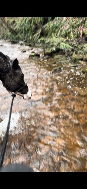 C13252DE-798F-4616-BCA6-A51B4ADA4484.jpeg C13252DE-798F-4616-BCA6-A51B4ADA4484.jpeg