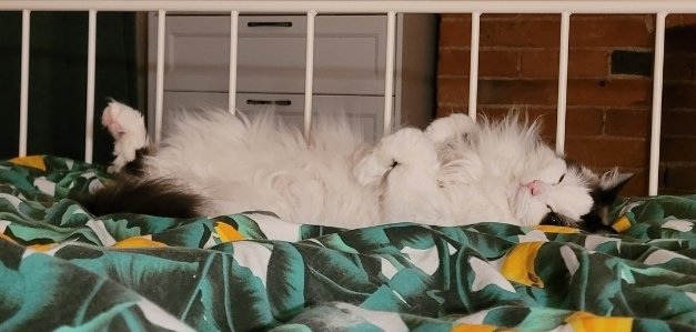 Screenshot_20250205_080650_Gallery.jpg Screenshot_20250205_080650_Gallery.jpg