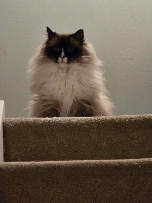 Compress_20250205_204241_1651.jpg Compress_20250205_204241_1651.jpg