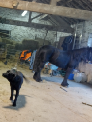 Screenshot_20250208-195713-388.png Screenshot_20250208-195713-388.png